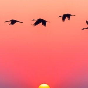 nido_invista_usa_cabecalho_1